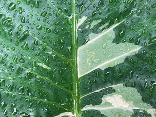 Texture of green leaves with white spots with water droplets on the background.