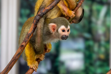 ボリビアリスザル