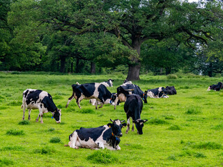 Schwarz weiß gescheckte Kühe auf einer Weide