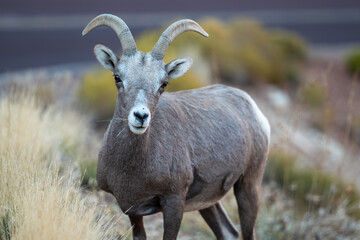 Desert Bighorn Sheep in The Zion National Park