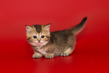 Striped Scottish kitten with blue eyes