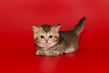 Striped Scottish kitten with blue eyes