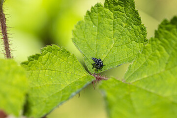 Naklejka premium spotted lantern fly nymphs on leaf macro image