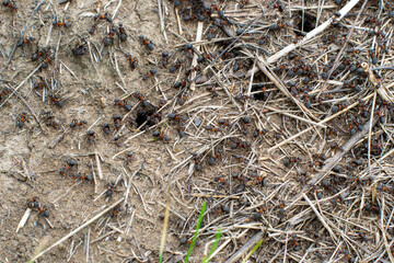 Red forest ants on the surface of an anthill