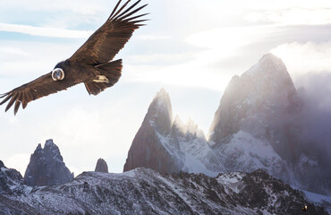 Condor in Patagonia