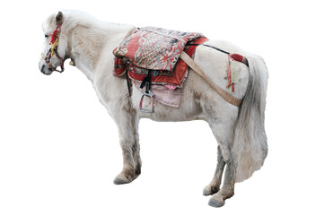 Tibetan pony horse isolated on white background with clipping path, Closeup white local horse at...