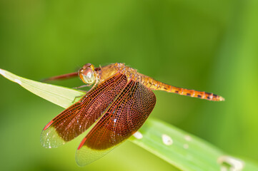 Neurothemis terminata sitting on a green branch on Phuket island in Thailand