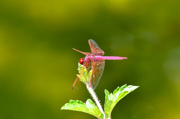 Neurothemis terminata sitting on a green branch on Phuket island in Thailand