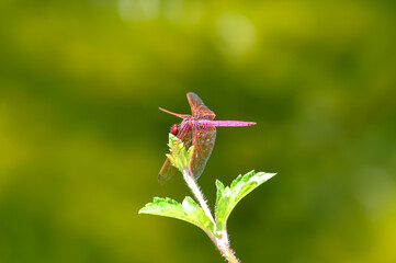 Neurothemis terminata sitting on a green branch on Phuket island in Thailand