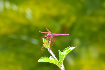 Neurothemis terminata sitting on a green branch on Phuket island in Thailand