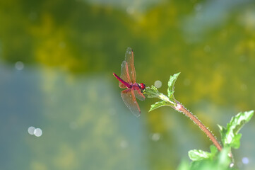 Neurothemis terminata sitting on a green branch on Phuket island in Thailand