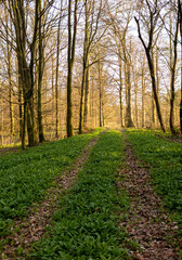 Spring road leading into the forest