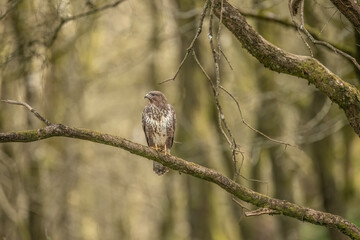 Buzzard, Buteo buteo perched on a branch in a forest the uk, close up