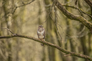 Buzzard, Buteo buteo perched on a branch in a forest the uk, close up