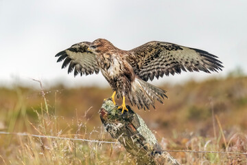 Buzzard juvenile, Buteo buteo, perched on a post in the uk, close up