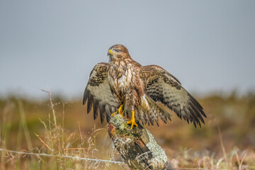 Buzzard juvenile, Buteo buteo, perched on a post in the uk, close up