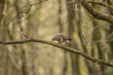 Buzzard, Buteo buteo perched on a branch in a forest the uk, close up