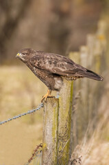 Buzzard juvenile, Buteo buteo, perched on a post close up in the uk