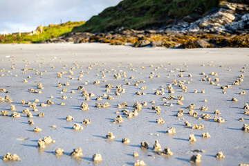 Blow lugworm poo on the west coast of Ireland - Arenicola Marina