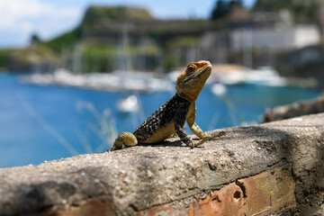 lizard on the rock iguana closeup