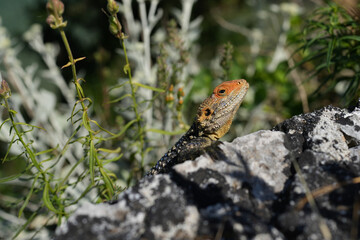 lizard on the rock iguana closeup