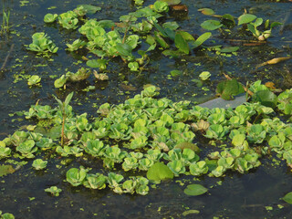 Pistia stratiotes in the river. Indonesian call it Kiambang, kapu-kapu, kayu apu, kayambang, apu-apu, kayu apung, or kapu-kapu