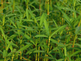 Alternanthera philoxeroides, commonly referred to as alligator weed, is a native species to the...