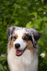 Porträt eines Australian Shepherd