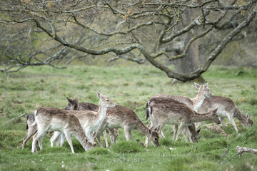 herd of pretty fallow deer in the countryside