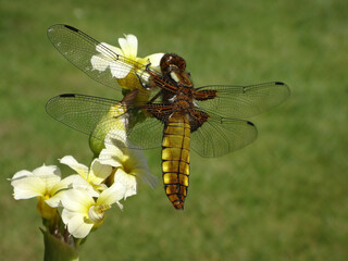 The broad-bodied chaser (Libellula depressa), female resting on pale yellow-eyed grass flowers