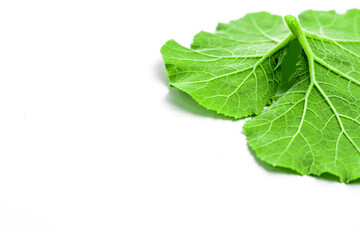 Obraz premium Pumpkin leaves isolated on white background 