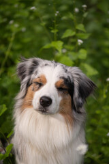 Porträt eines Australian Shepherd mit geschlossenen AUgen