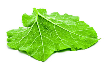 Pumpkin leaves isolated on white background