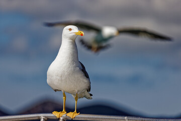 Closeup of a seagull perched on a railing against the sea