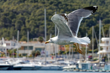 Closeup of a seagull flying above marina waters near boats