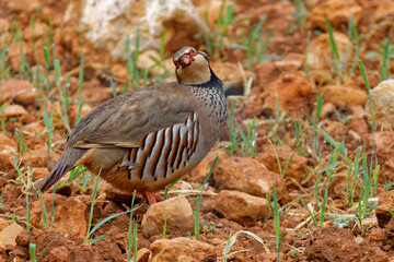 Closeup of a Rock partridge standing on a rocky land in Spain