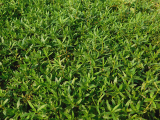 Obraz premium Alligator weed is one of the world's worst weeds and this fast-growing weed
