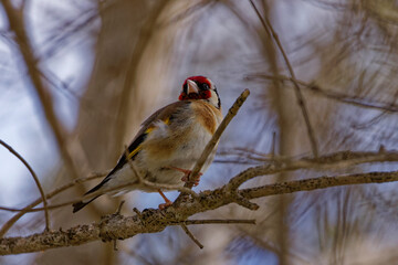 Closeup of a goldfinch sitting on a tree branch