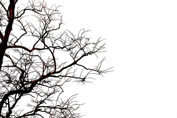 Dead branches , Silhouette dead tree or dry tree on white background with clipping path.