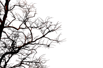 Dead branches , Silhouette dead tree or dry tree on white background with clipping path.