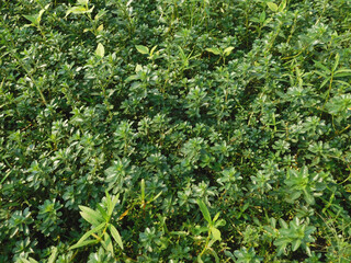 Obraz premium Ludwigia adscendens this plant can reduce the oxygen content in water