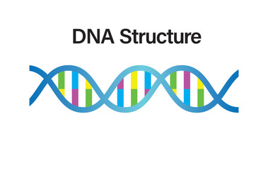 DNA Structure VECTOR. DNA icon in trendy flat design