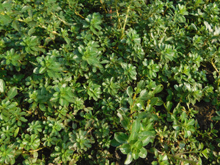 Ludwigia adscendens this plant can reduce the oxygen content in water