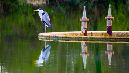 Blue heron standing on one leg on concrete circle on lake, symmetrical reflections in water mirror