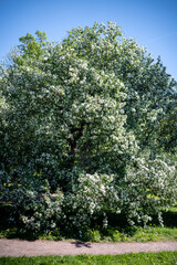 Fototapeta premium White flowering apple tree over blue sky, soft focus. Blossoming old tree in Spring time, season in nature. 