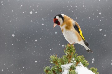 Beautiful winter scenery with European Finch bird perched on the branch within a heavy snowfall