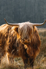 scottish highland cow lookin striaght into the camera