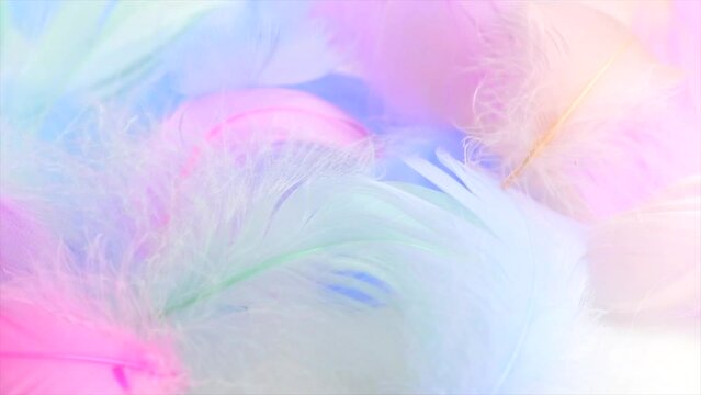 Beautiful abstract colorful feathers on white background, soft pastel colors feather texture on white, close up. Colourful pastel neon feathers. Softness concept. Slow motion