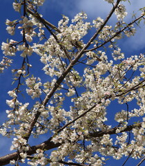 White Cherry Blossom - Full Bloom