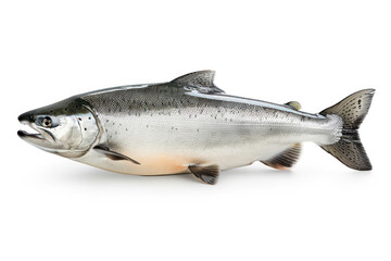 Obraz premium Realistic Salmon Fish with Sleek Body on White Background